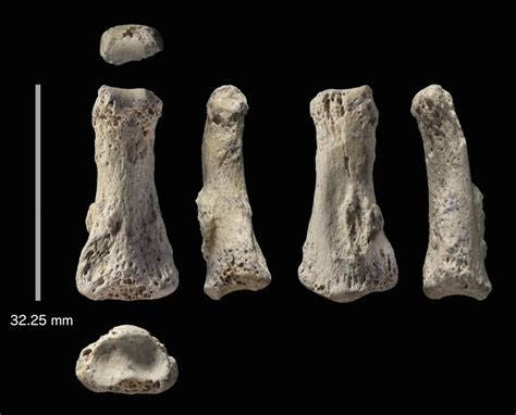 fossili di sapiens oggi.